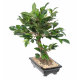 Bonsaï ficus artificiel en coupe 38cm