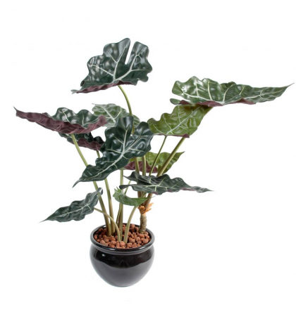 Alocasia (65cm)