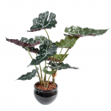 Alocasia artificielle H65cm