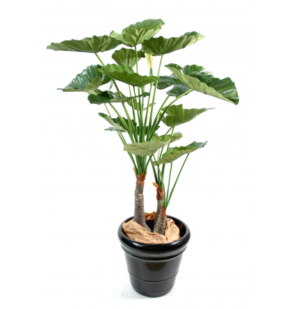 Alocasia calodora (120cm)