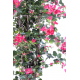 Bougainvillée lianes (180cm)