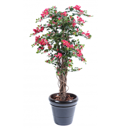 Bougainvillée lianes (150cm)