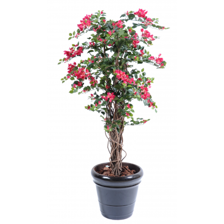 Bougainvillée lianes (150cm)