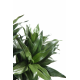 Dracena fragrans (120cm)