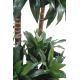 Dracena fragrans (120cm)