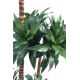 Dracena fragrans (120cm)