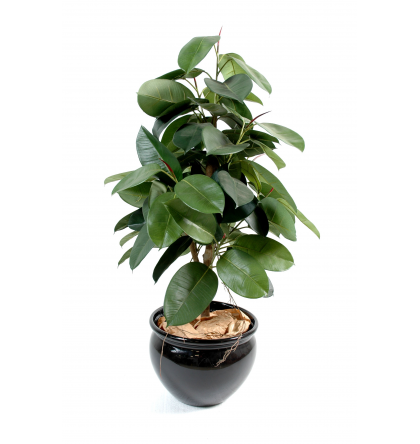 Ficus artificiel  Elastica  H110-150-180cm