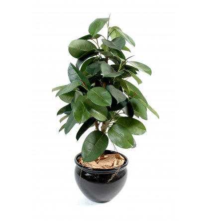 Ficus artificiel | Elastica (Rubber plant tree) 110 à 180cm