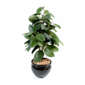Ficus artificiel Elastica H110-150-180cm