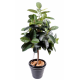 Ficus artificiel | Elastica (Rubber plant tree) 110 à 180cm