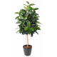 Ficus artificiel | Elastica (Rubber plant tree) 110 à 180cm
