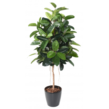 Ficus artificiel | Elastica (Rubber plant tree) 110 à 180cm