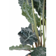 Alocasia (110cm)