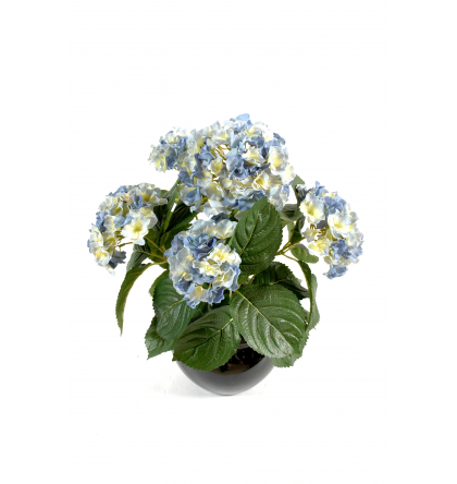 Hortensia (50cm)