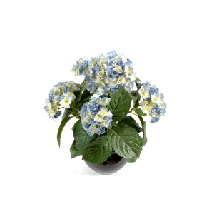 Hortensia (50cm)