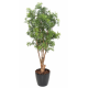 Aralia ming nitida artificiel UV 180cm