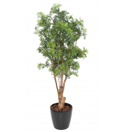 Aralia ming nitida artificiel UV 180cm