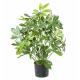 Schefflera artificiel UV 50cm