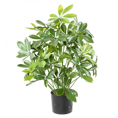 Schefflera artificiel UV 50cm