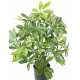 Schefflera artificiel UV 50cm