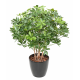 Schefflera buisson artificiel UV 90 et 110cm