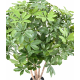 Schefflera buisson artificiel UV 90 et 110cm