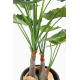 Alocasia calodora (120cm)