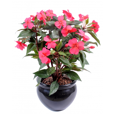 Impatiens (35cm)