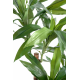 Dracena janet craig (145cm)