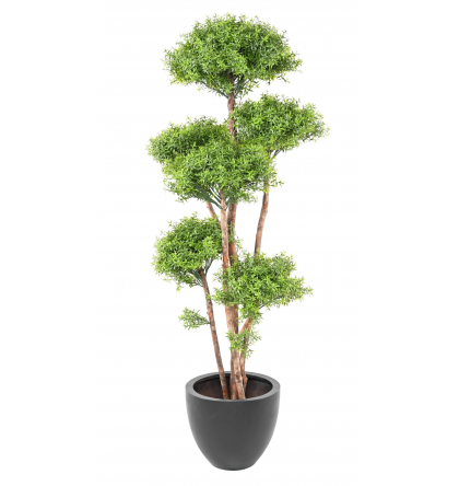 BONSAI ARTIFICIEL PODOCARPUS EN COUPE - Bonsaï méditerranéen