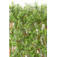 Haie eucalyptus artificiel UV 110cm