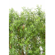 Haie eucalyptus artificiel UV 150cm