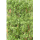 Haie eucalyptus artificiel UV 180cm