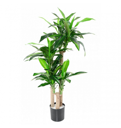 Dracaena artificiel fragrans H135cm