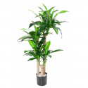 Dracaena artificiel fragrans H135cm