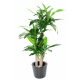 Dracaena artificiel fragrans H135cm