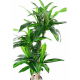 Dracaena artificiel fragrans H135cm