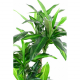 Dracaena artificiel fragrans H135cm