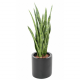 Sansevieria artificiel H85cm