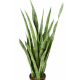 Sansevieria artificiel H85cm