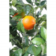 Oranger new (180cm)