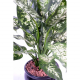 Dieffenbachia (50cm)