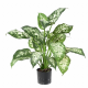 Dieffenbachia (50cm)