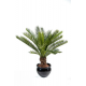 Cycas tronc