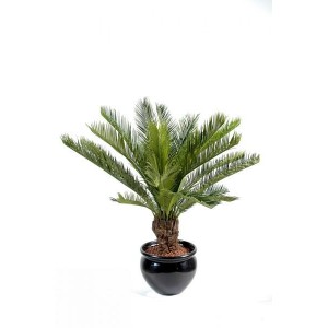 Cycas tronc