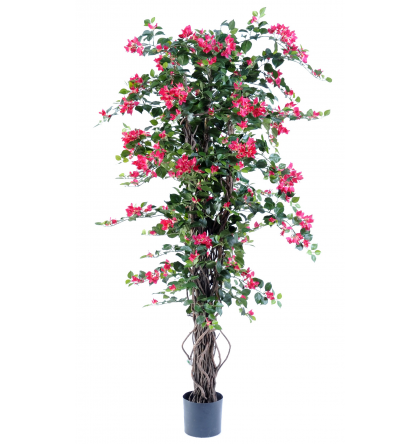 Bougainvillée lianes (180cm)