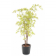 Aralia (érable) UV artificiel H180cm