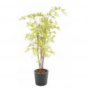 Aralia (érable) UV artificiel H180cm