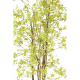 Aralia (érable) UV artificiel H180cm