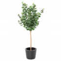 Eucalyptus tige Gunni  artificiel H130 & 150cm